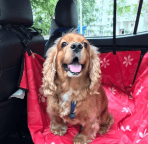 pet3 1 300x293 The Ultimate Guide to Pet Transport in Singapore — Safe Travel for Your Furry Friends