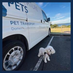 pet service 300x300 Top 5 Maxicab Services in Singapore for Group and Airport Transfers